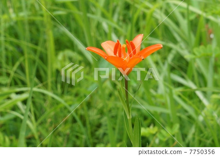 滅絕之花領域·生動的紅色朱紅色花花單花·水平位置 滅絕之花領域·生動的紅色朱紅色花花單花·水平位置 7750356