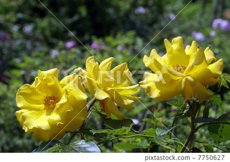 Golden shower 7750627