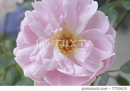 Mortimer sackler 7750628