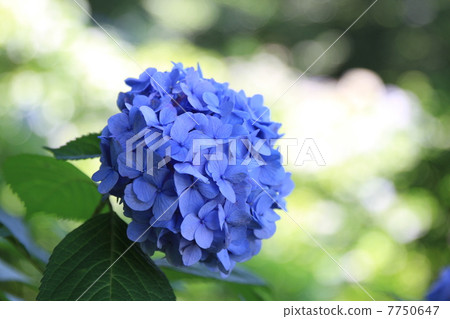 繡球 7750647