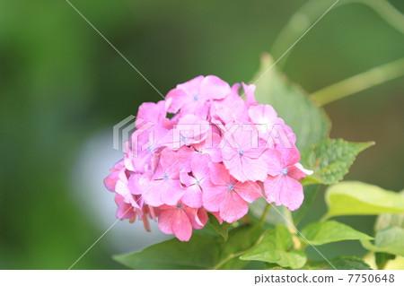 hydrangea   7750648