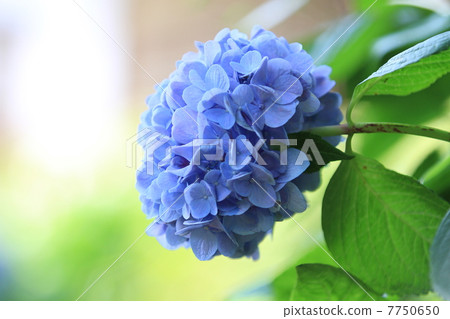 hydrangea   7750650