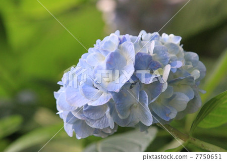 hydrangea   7750651
