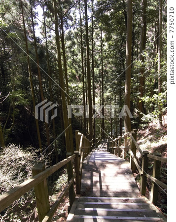 Izu·Kawazu Nanaki瀑布散步的Yuzuri Saruda 7750710