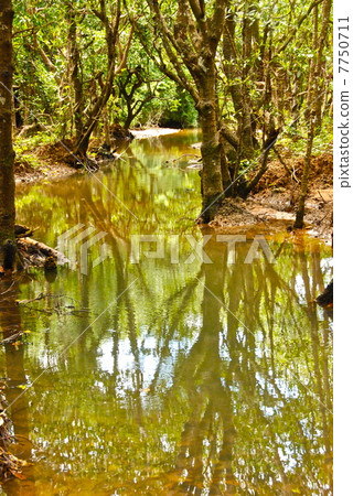 鹹淡水區的紅樹林（Fukutoshi /沖繩縣石垣島） 7750711