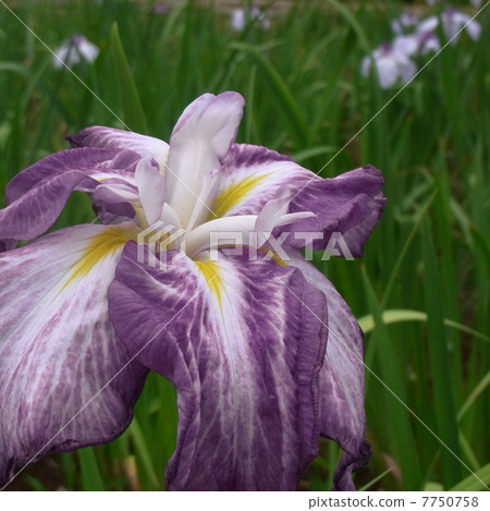 鳶尾花 鳶尾花 7750758