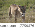 Wild female lion / Lioness in the wild 7750876