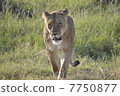 Wild female lion / Lioness in the wild 7750877