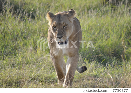 狂放的母獅子/雌獅在狂放 7750877
