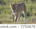 Wild female lion / Lioness in the wild 7750878