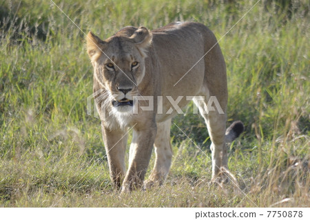 狂放的母獅子/雌獅在狂放 7750878