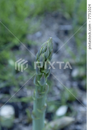 Asparagus Asparagus 7751024