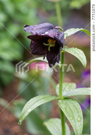 Kuroyuri(特寫) Kuroyuri(特寫) 7751079