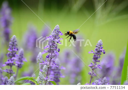 Blue salvia and bear Blue salvia and bear 7751134