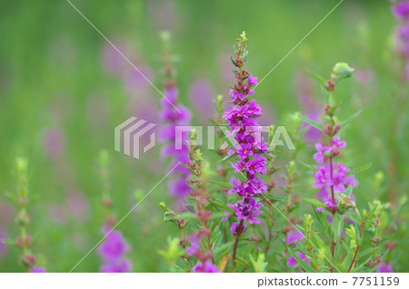 Lythrum 7751159