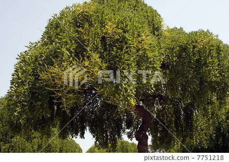 Shidareenju with branches full of branches 7751218
