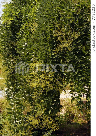 Shidareenju with branches full of branches 7751220