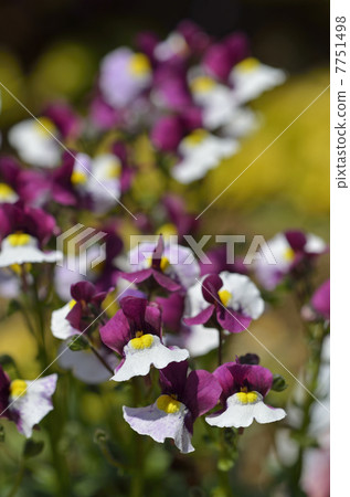 Nemesia Mellow Cherry White Nemesia Mellow Cherry White 7751498