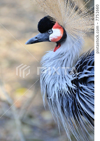 White-crowned crane 7751660