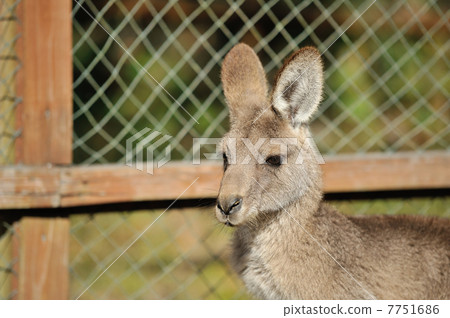 Kangaroo Kangaroo 7751686