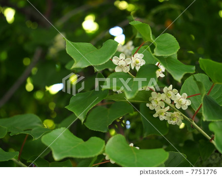 Flower of Sarunashi (Kokuwa) 7751776