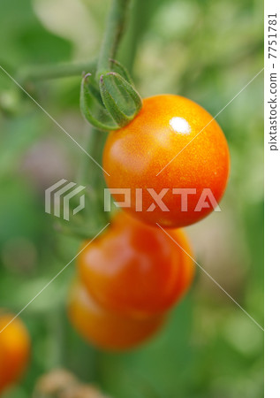 Ripe mini tomatoes before harvesting 7751781