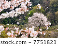 櫻花沒有櫻花 7751821