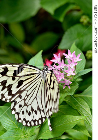 蝴蝶的天堂 7751899