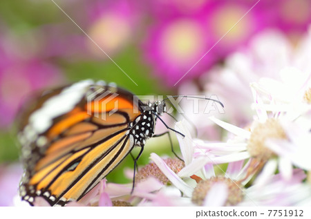 Suejigoro Kabamadara 7751912