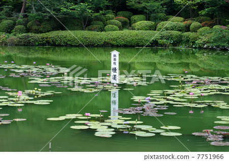 蓮花池在海地獄 7751966