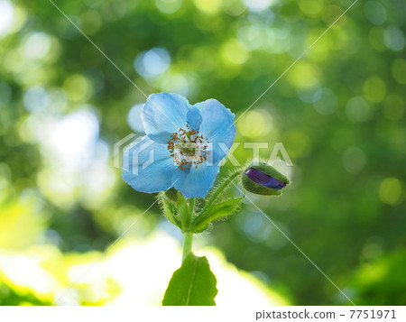 喜馬拉雅的罌粟（mekonopsis） 7751971