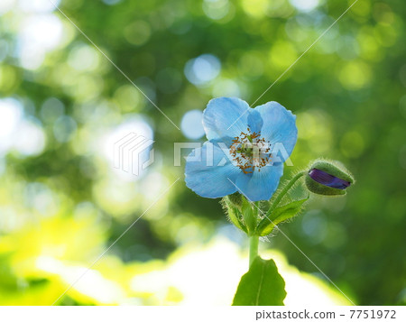 喜馬拉雅的罌粟（mekonopsis） 7751972