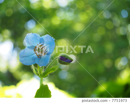 喜馬拉雅的罌粟（mekonopsis） 7751973