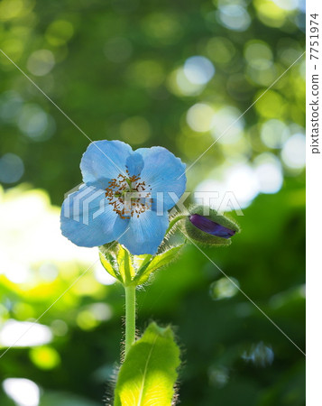 Himalayan's poppy (mekonopsis) 7751974