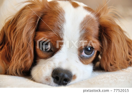 Cavalier Cavalier 7752015
