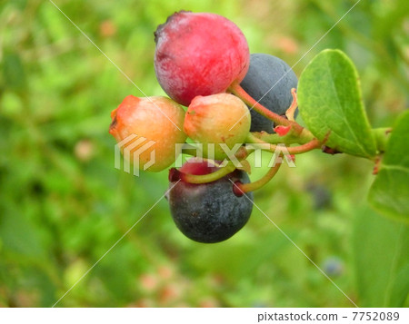 blueberry blueberry 7752089