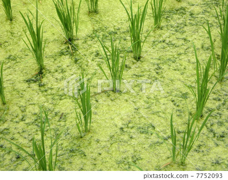 Green alga and seedlings of paddy field Green alga and seedlings of paddy field 7752093