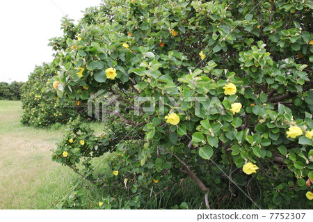 Hamabo community Hamabo community 7752307