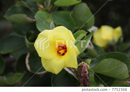 Hamaboru's flower 7752308