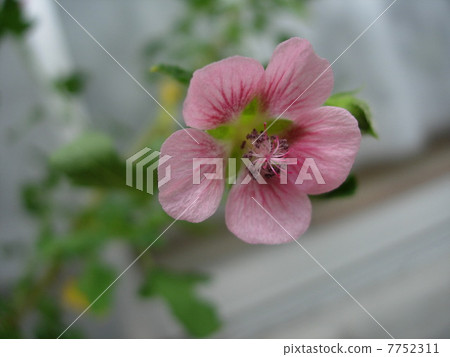 Sanremo Queen 7752311