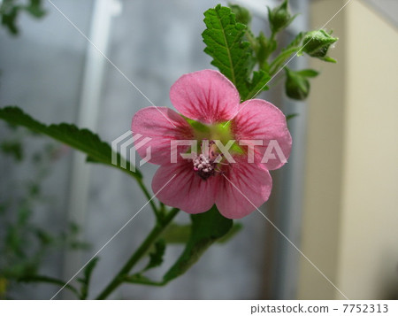 Sanremo Queen 7752313