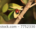 Ladybird 7752330