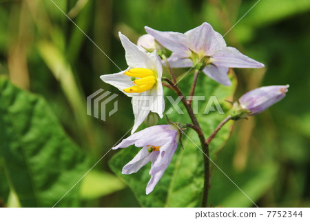 Potato flowers 7752344