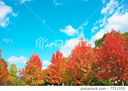 秋天的樹葉 7752350