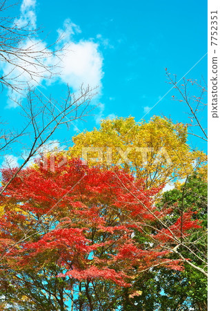 秋天的樹葉 7752351