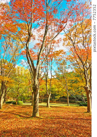 秋天的樹葉 7752352