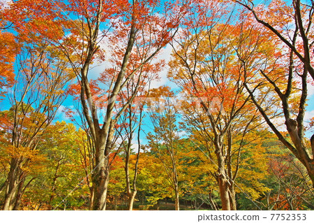 秋天的樹葉 7752353