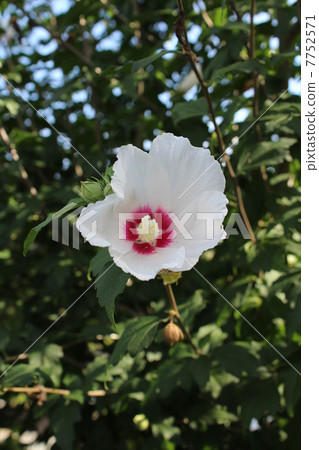 玫瑰沙龍 玫瑰沙龍 7752571