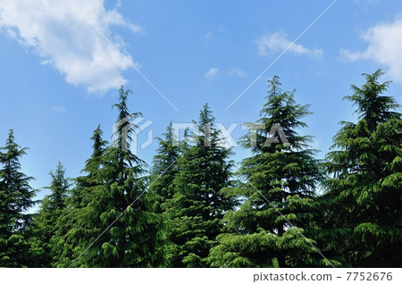 Himalayasugi Himalayasugi 7752676