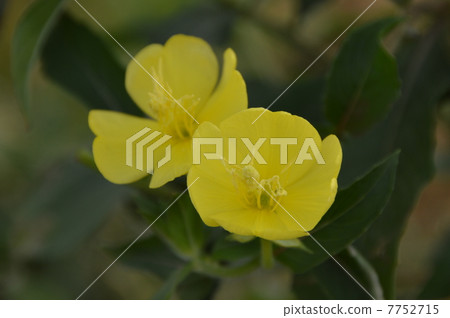 月見草花綻放七月八王子市 照片素材 圖片 圖庫